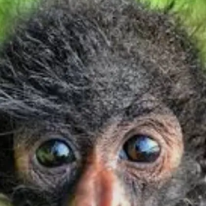 chat with ai character: Angry baby monke