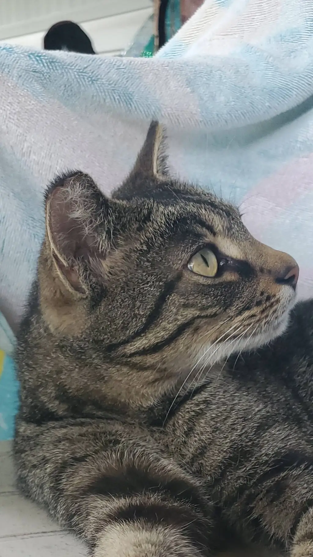 ai character: Shedlesky background