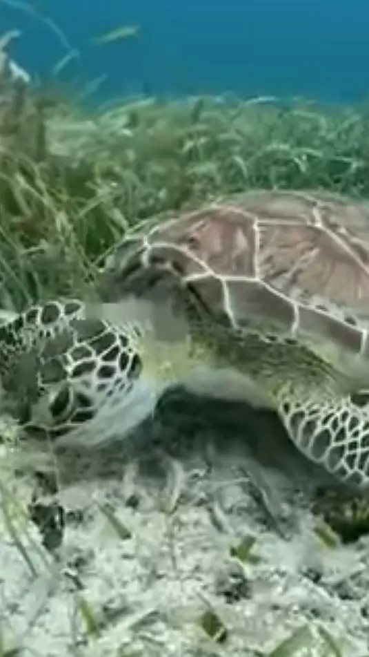 ai character: Mama sea turtle background