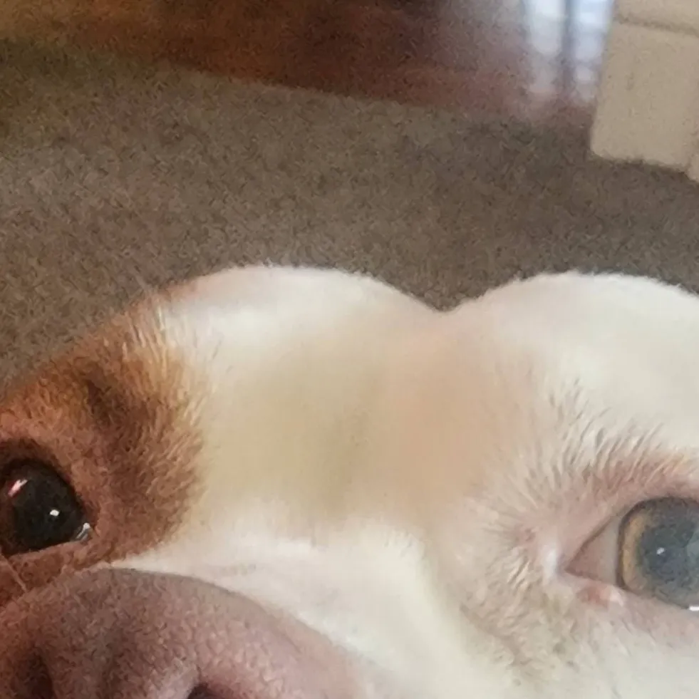 chat with ai character: MY DOG-(Bella)