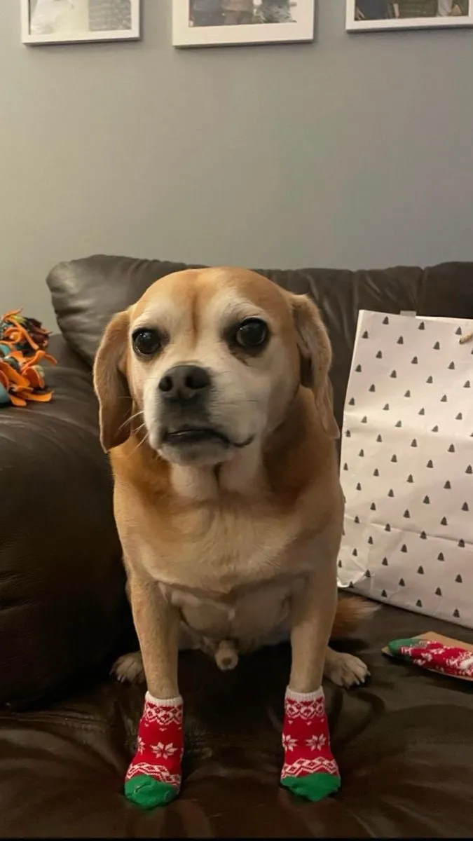 ai character: Trevor Sturniolo background