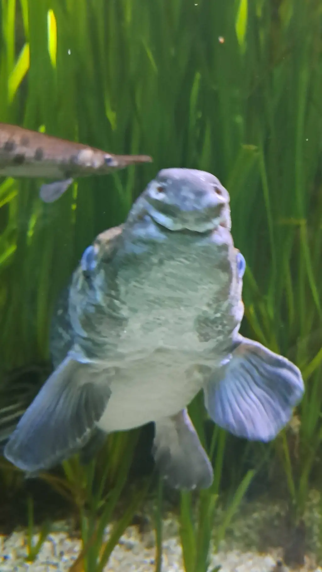 ai character: ch at the aquarium background