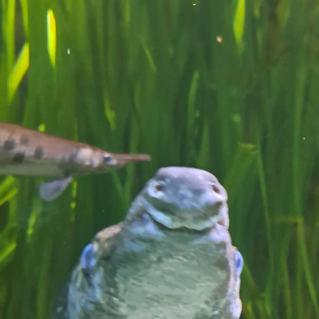 chat with ai character: ch at the aquarium