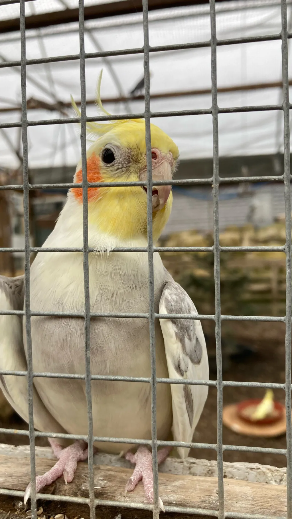 ai character: Xavier background