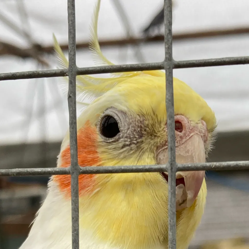 chat with ai character: Xavier