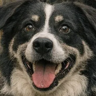 chat with ai character: my series..