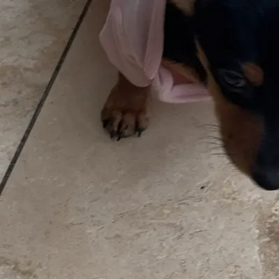 chat with ai character: CH