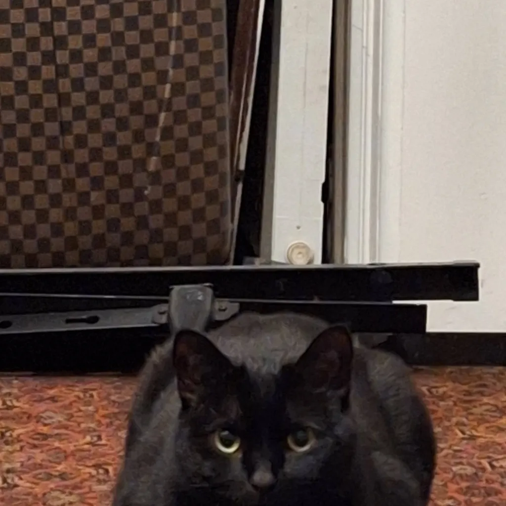 chat with ai character: random