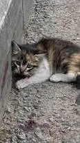 ai character: injured kitten background