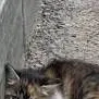 chat with ai character: injured kitten