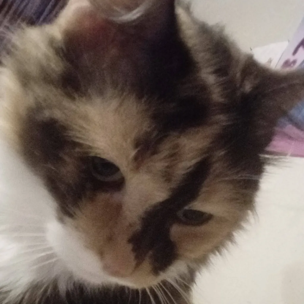 chat with ai character: smores 