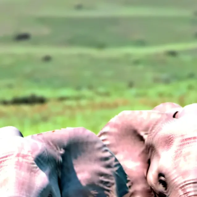 chat with ai character: Elephant herd,