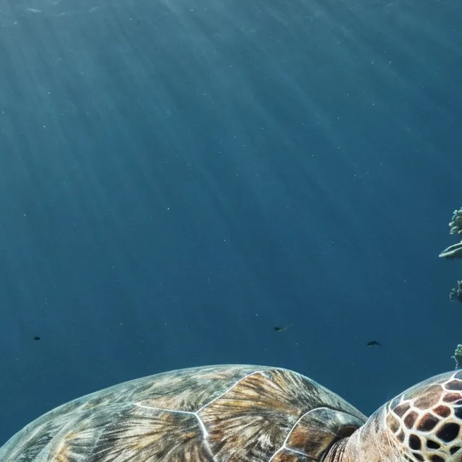 chat with ai character: HH HB