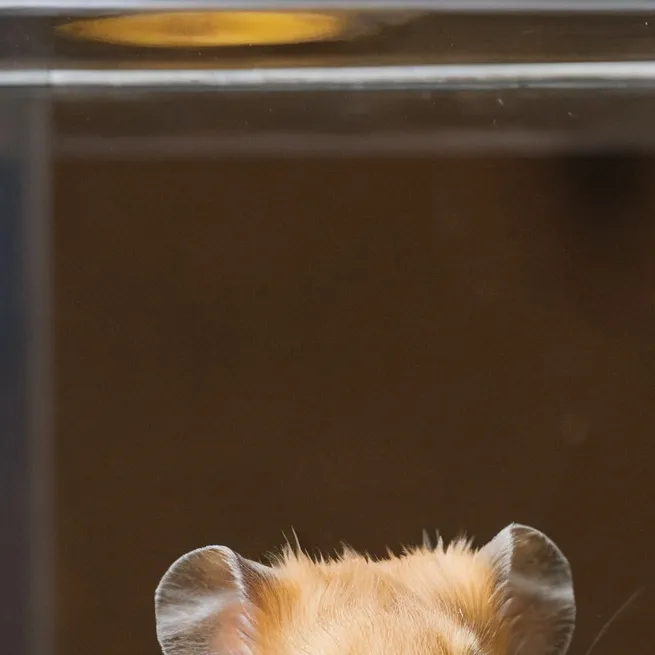 chat with ai character: Poppyplaytime toy