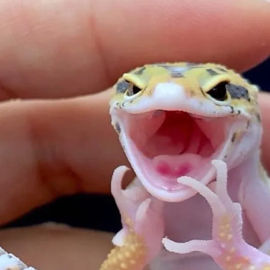 chat with ai character: Lizzie the  lizard