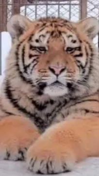 ai character: Tiger  background