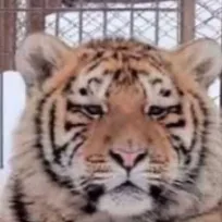 chat with ai character: Tiger 