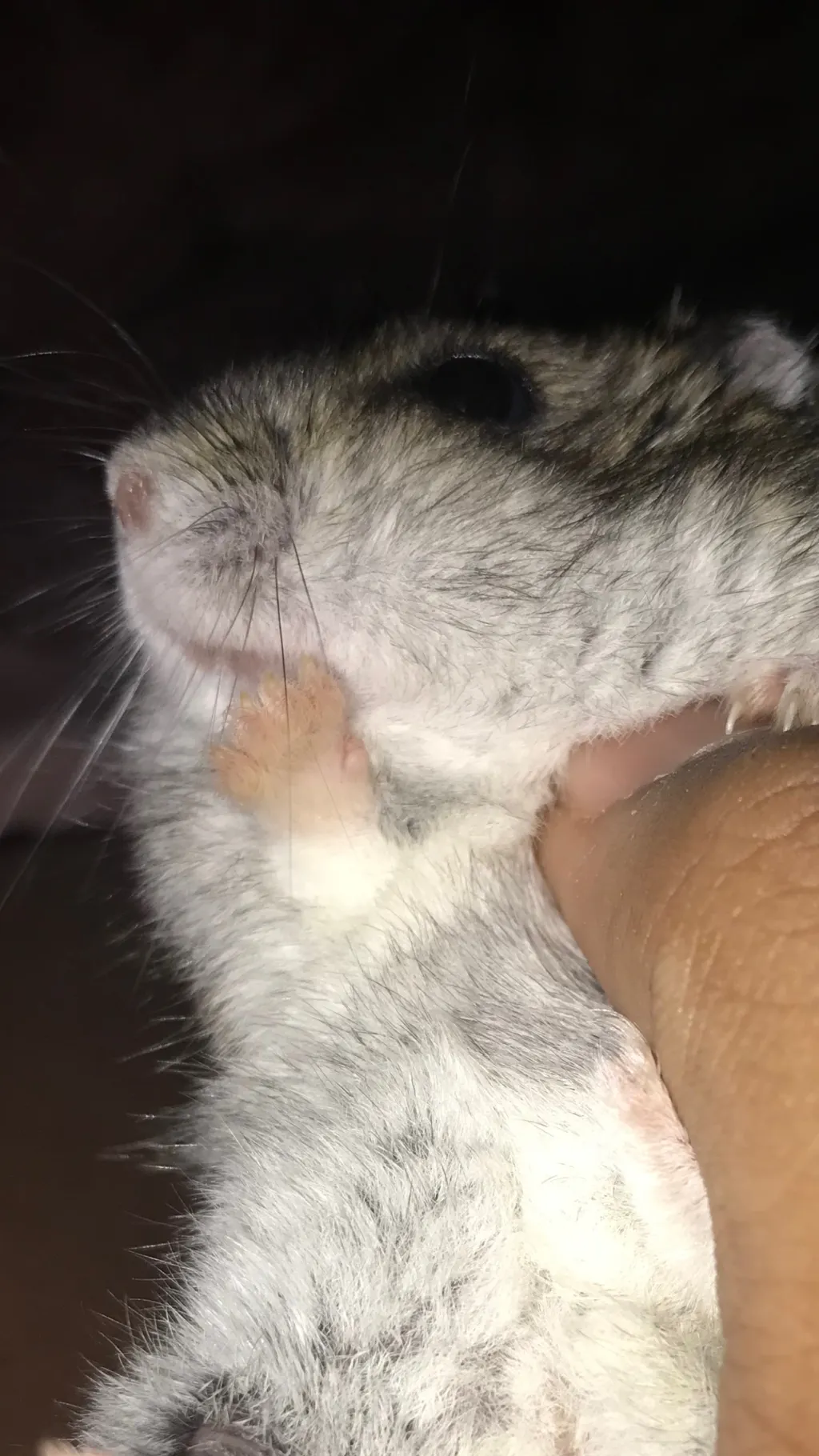 ai character: My dead hamster :c background