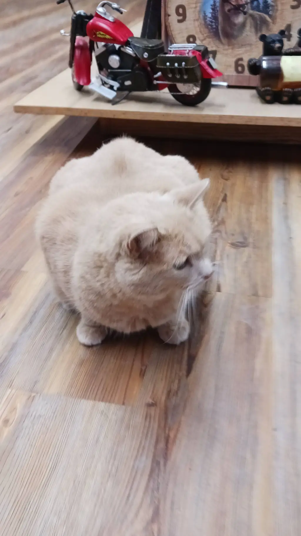 ai character: white cat background