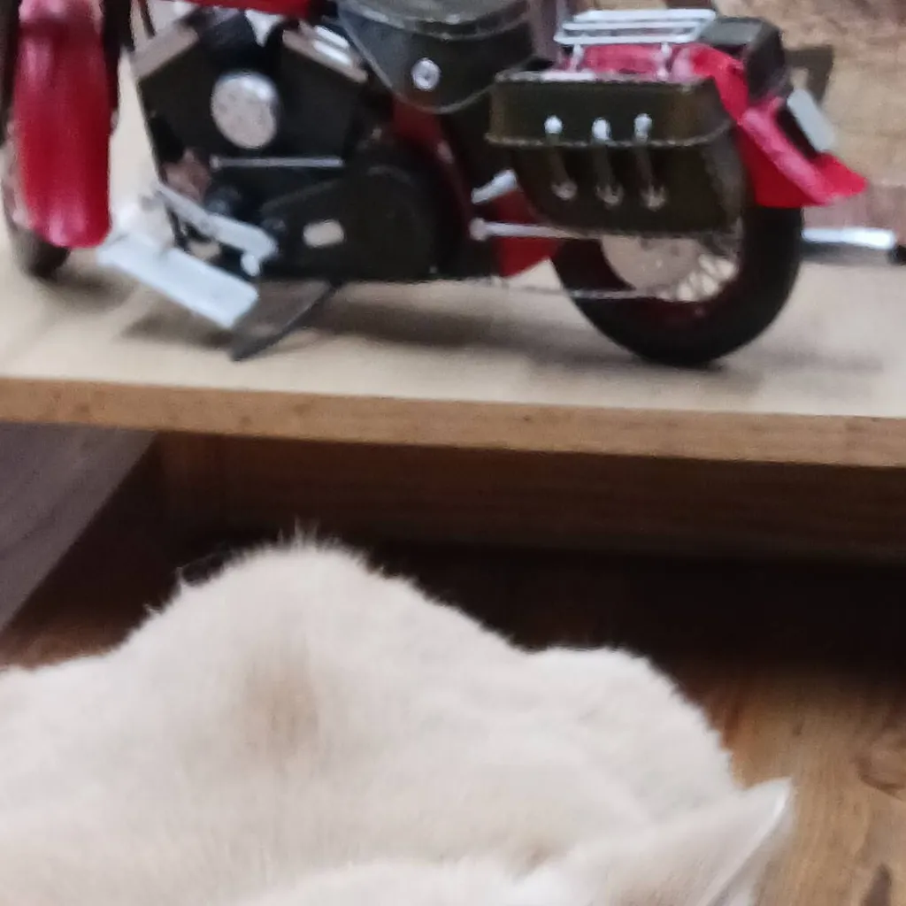 chat with ai character: white cat