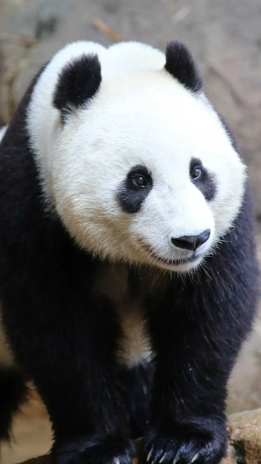ai character: Heavy Metal Panda  background