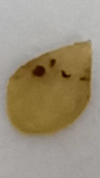 ai character: Lil seed background