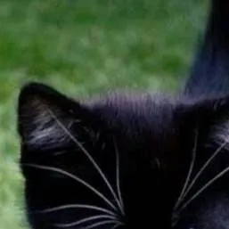 chat with ai character: Gato