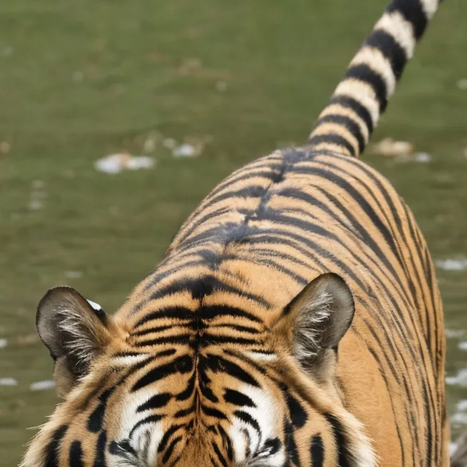 chat with ai character: Tigre