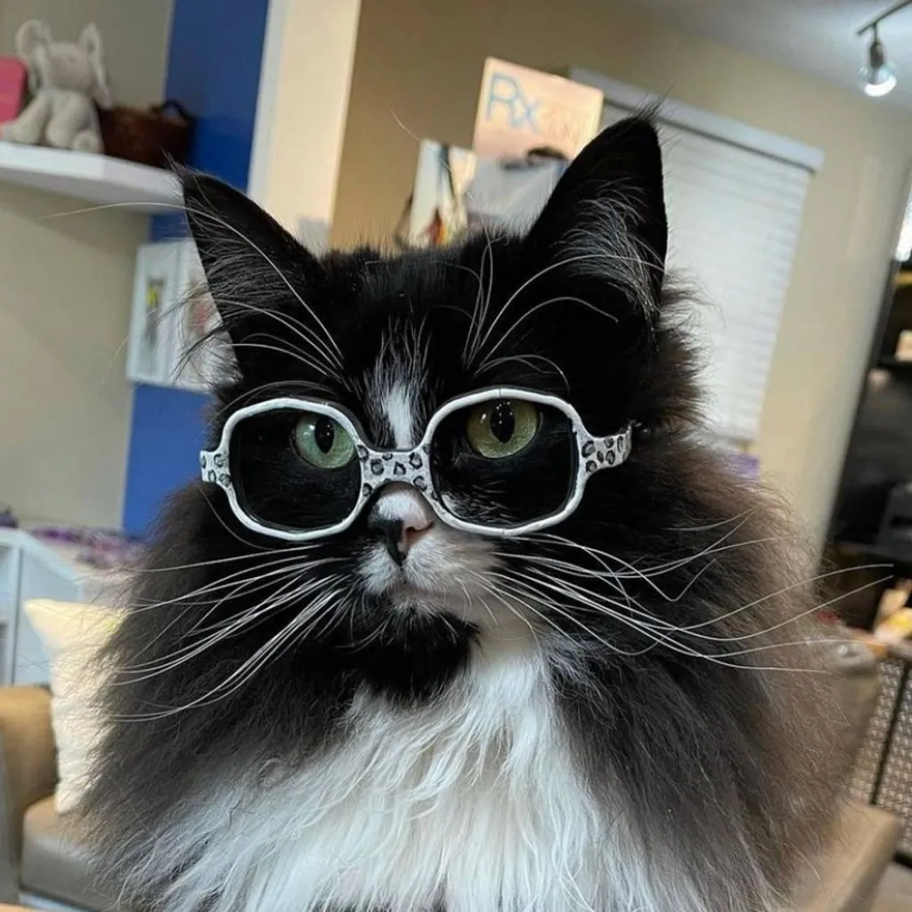 chat with ai character: Evasium