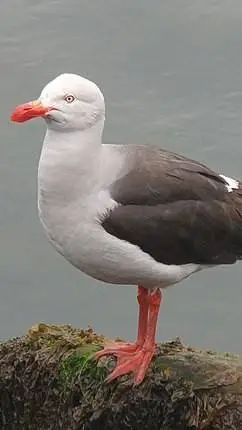 ai character: Gaviot background