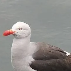 chat with ai character: Gaviot