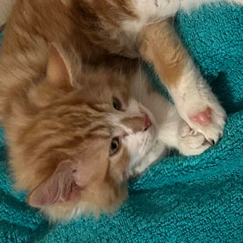 chat with ai character: kitten