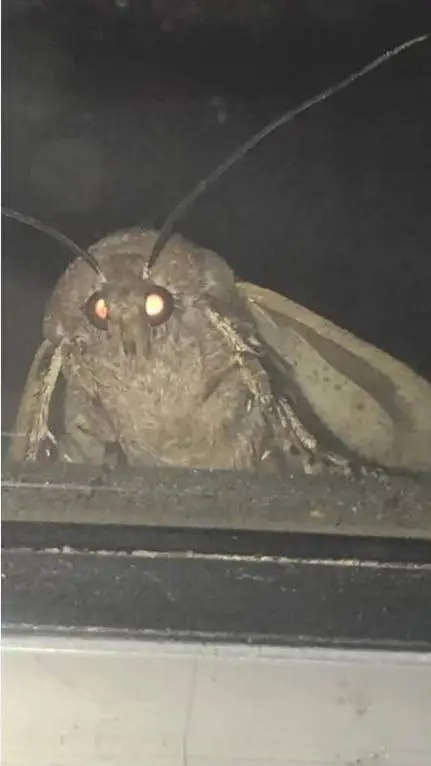 Talkie AI - Chat with moth memes