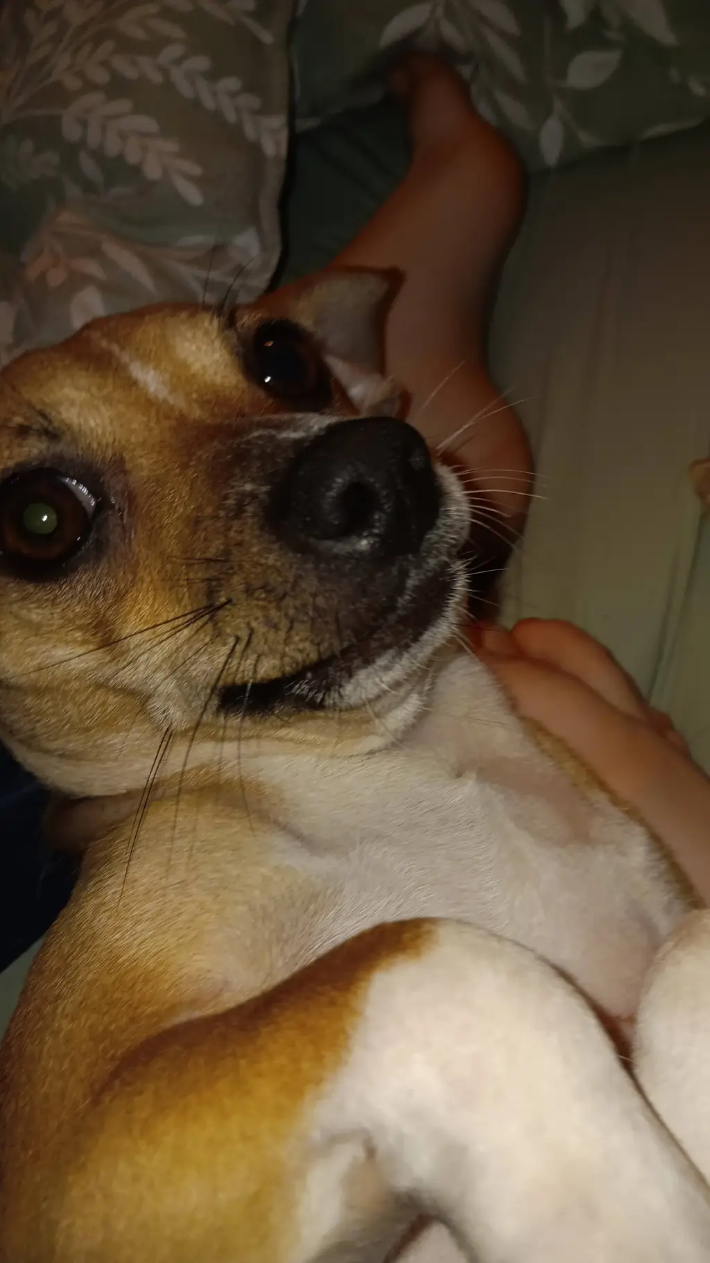 ai character: roxy my dog background