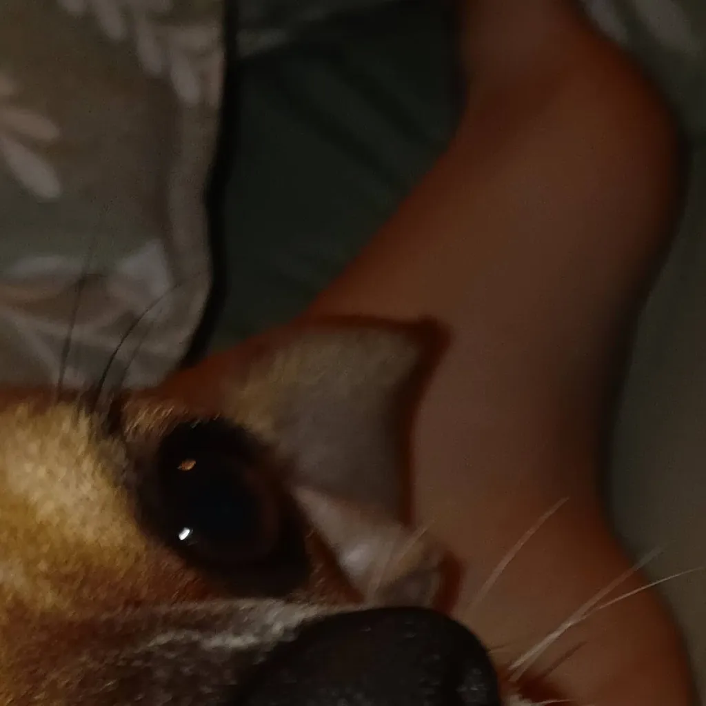 chat with ai character: roxy my dog
