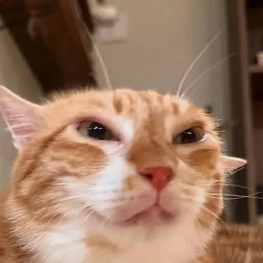 chat with ai character: gato fofo