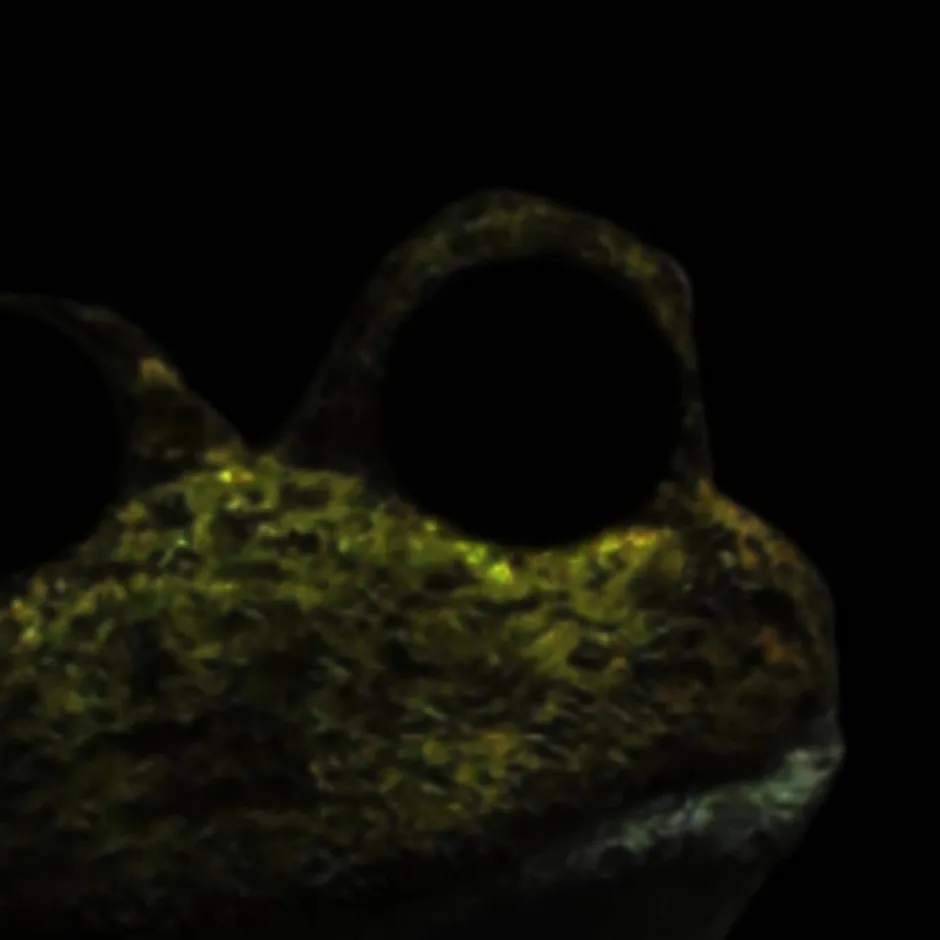chat with ai character: golden froggy