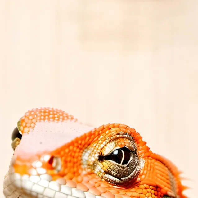 chat with ai character: Orange
