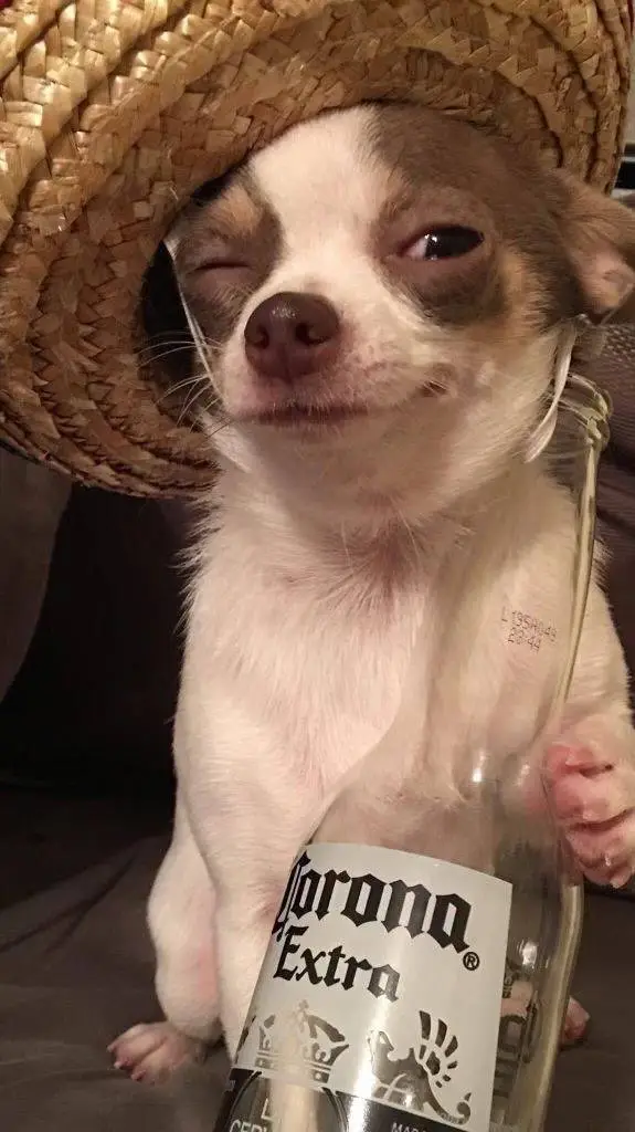 Talkie AI - Chat with Mexican chiwawa