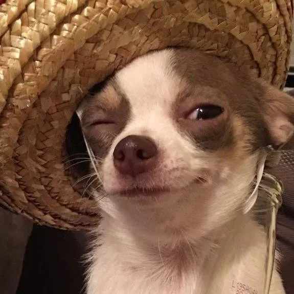 chat with ai character: Mexican chiwawa