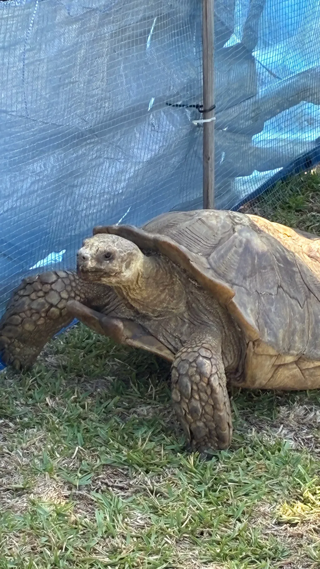 Talkie AI - Chat with Tortoise