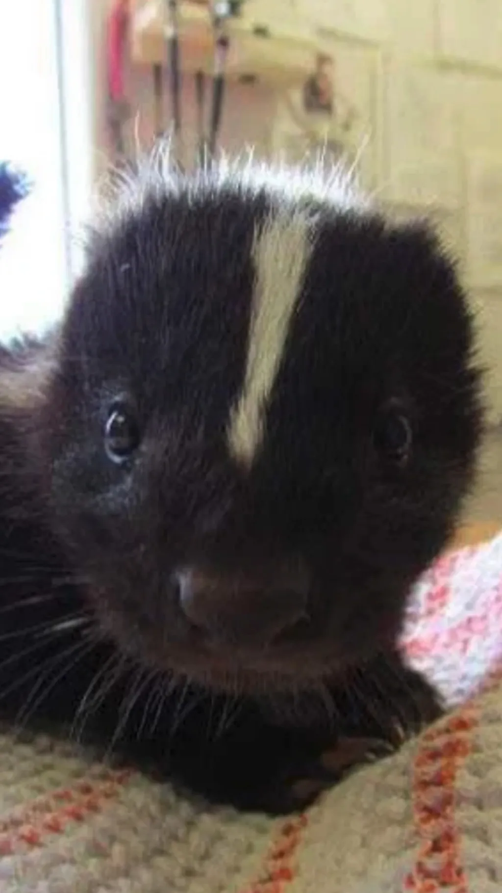 ai character: Paker  background