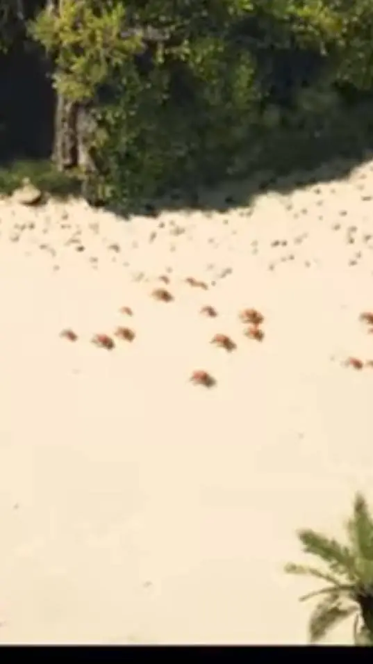 ai character: Crab rave #TTY# background