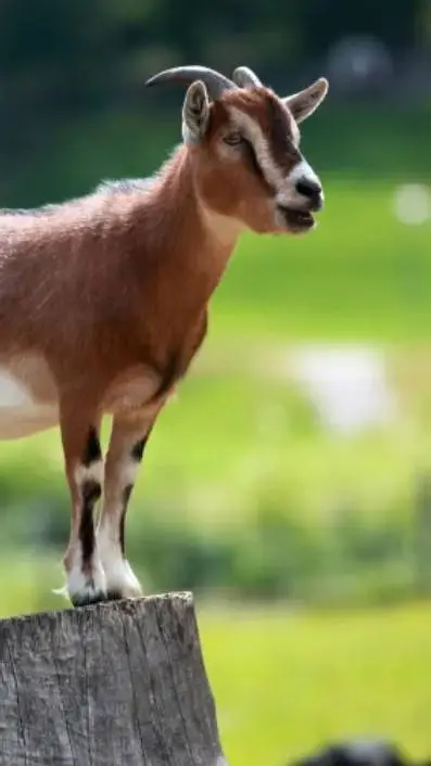 ai character: goaten background