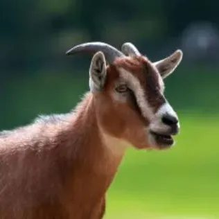 chat with ai character: goaten