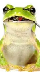 ai character: frog background