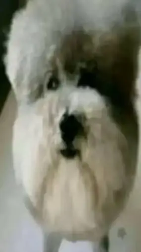 ai character: Talkie creators/oc background