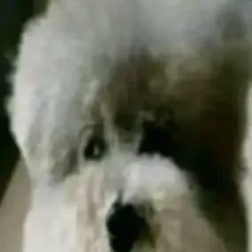 chat with ai character: Talkie creators/oc