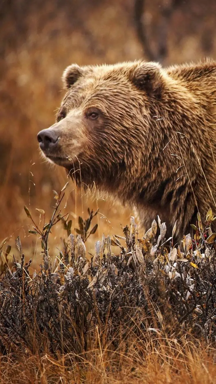 ai character: i wan to be griz b background