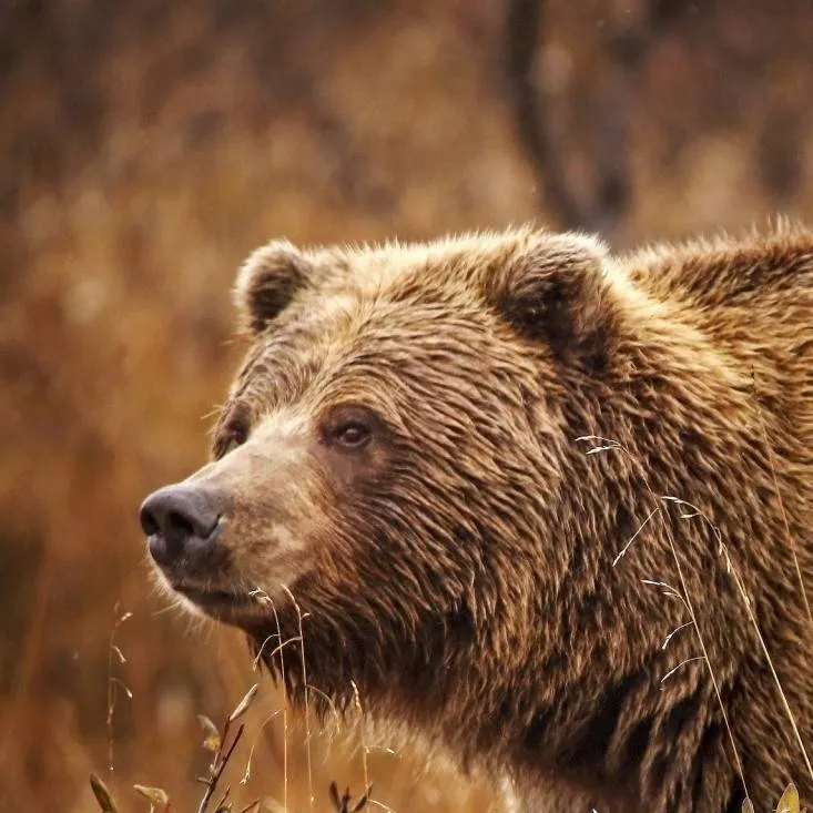 chat with ai character: i wan to be griz b